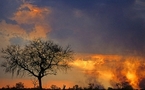 Un feu de brousse dans la région d'El Atf