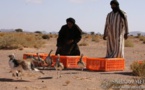 Mauritanie : la chasse interdite dans 5 wilaya du pays
