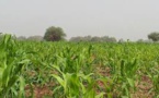 Mauritanie : Ould Aziz officialise l’expropriation des terres de la vallée par Yaya Cherif Kane.