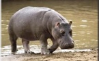 Brakna / Aéré Mbar : Un hippopotame sème la terreur !