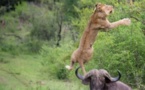 Un buffle projette un lion dans les airs