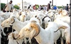 Le prix du mouton de fête atteint 80000 UM à Nouakchott
