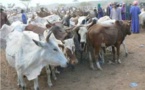 Vallée du fleuve : Face à la sécheresse, des éleveurs se débarrassent d’une partie de leur cheptel
