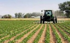 La Mauritanie et l'Egypte vont exploiter un périmètre agricole dans le sud mauritanien