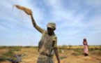 Le riz mauritanien : La frustration des producteurs nationaux
