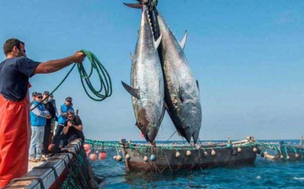 L’Union européenne envisage de renouveler l’accord de pêche avec la Mauritanie